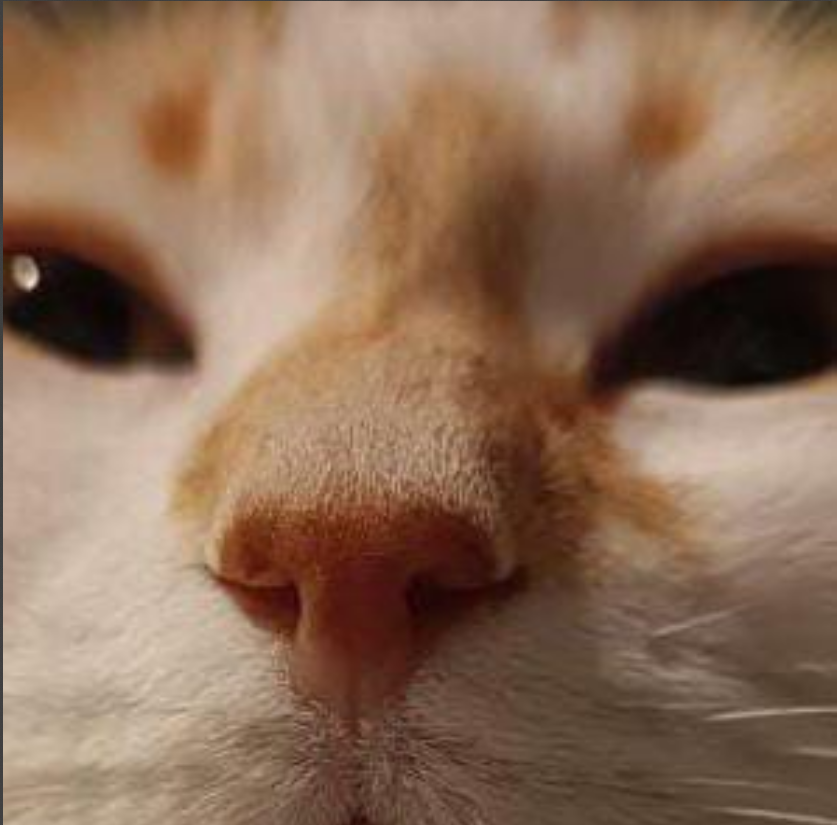 Cali fan group (the cat)