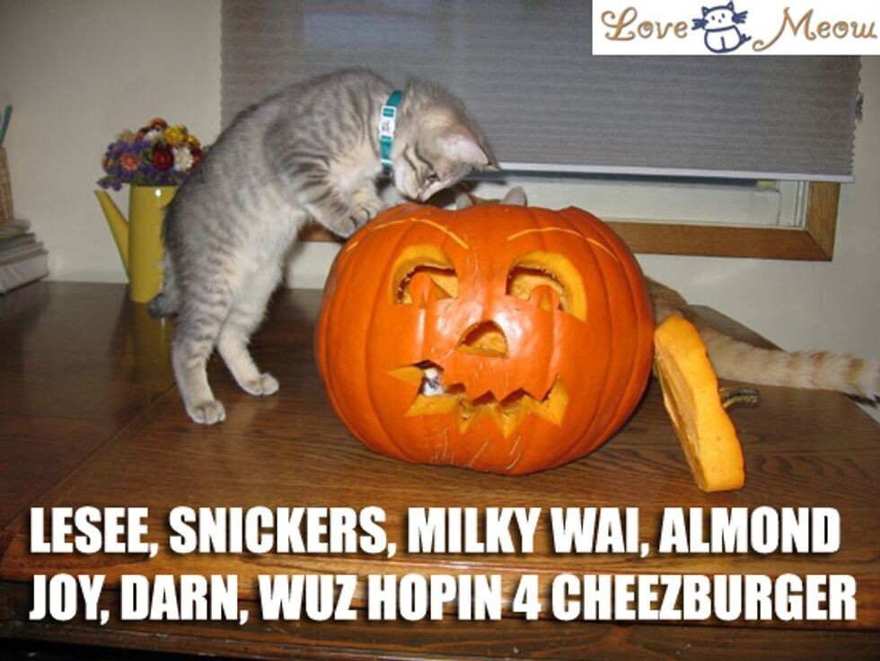 lolcats