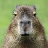 Capybara Fan Club