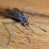 Mosquito Gang