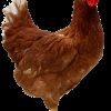 chicken fan club