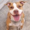 Dog Fan Group