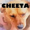 Cheeta!