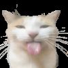 silly cat club