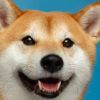 Shiba_United