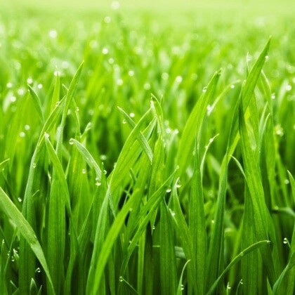 Grass's Group!