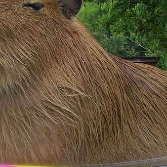 capybara