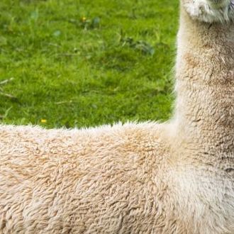 lamas