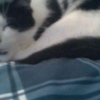 my animals