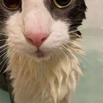 soggy cat