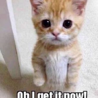 cats!!11!!!!1 wowwwieee!!!!