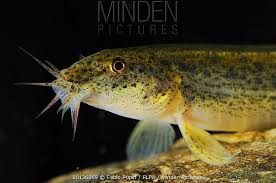 catfishes