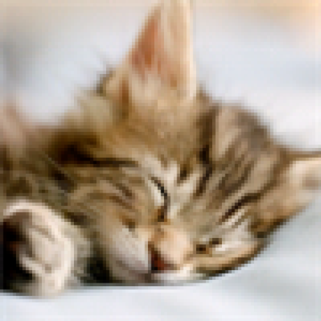 meow
