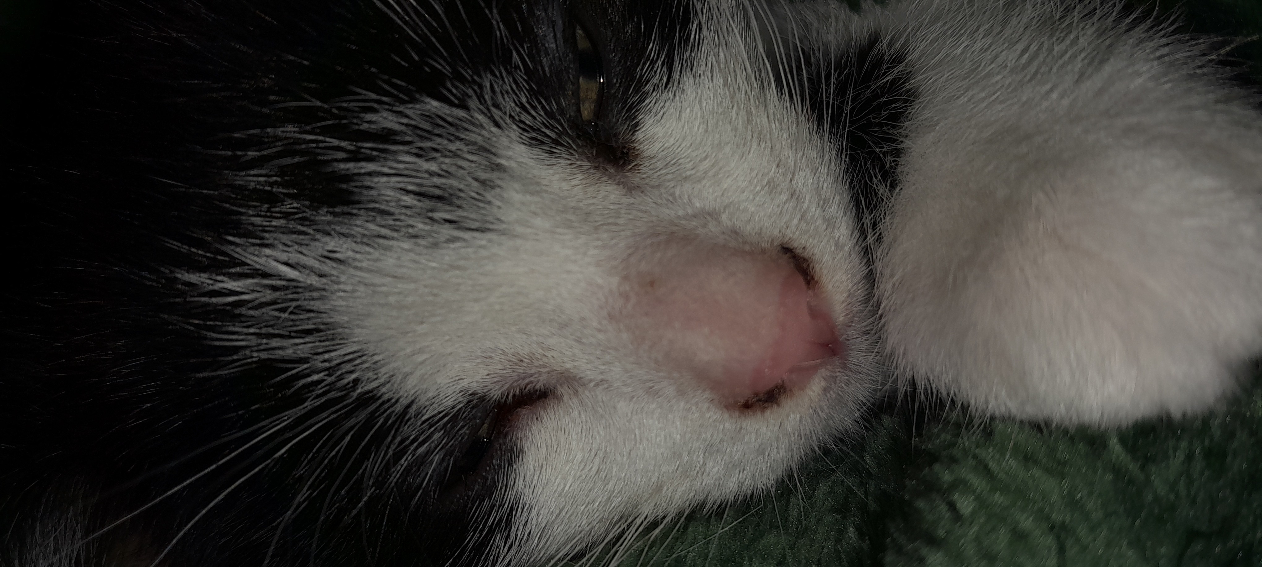 My awsom catbs