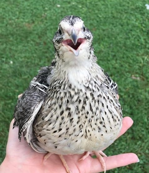 quail enjoyer