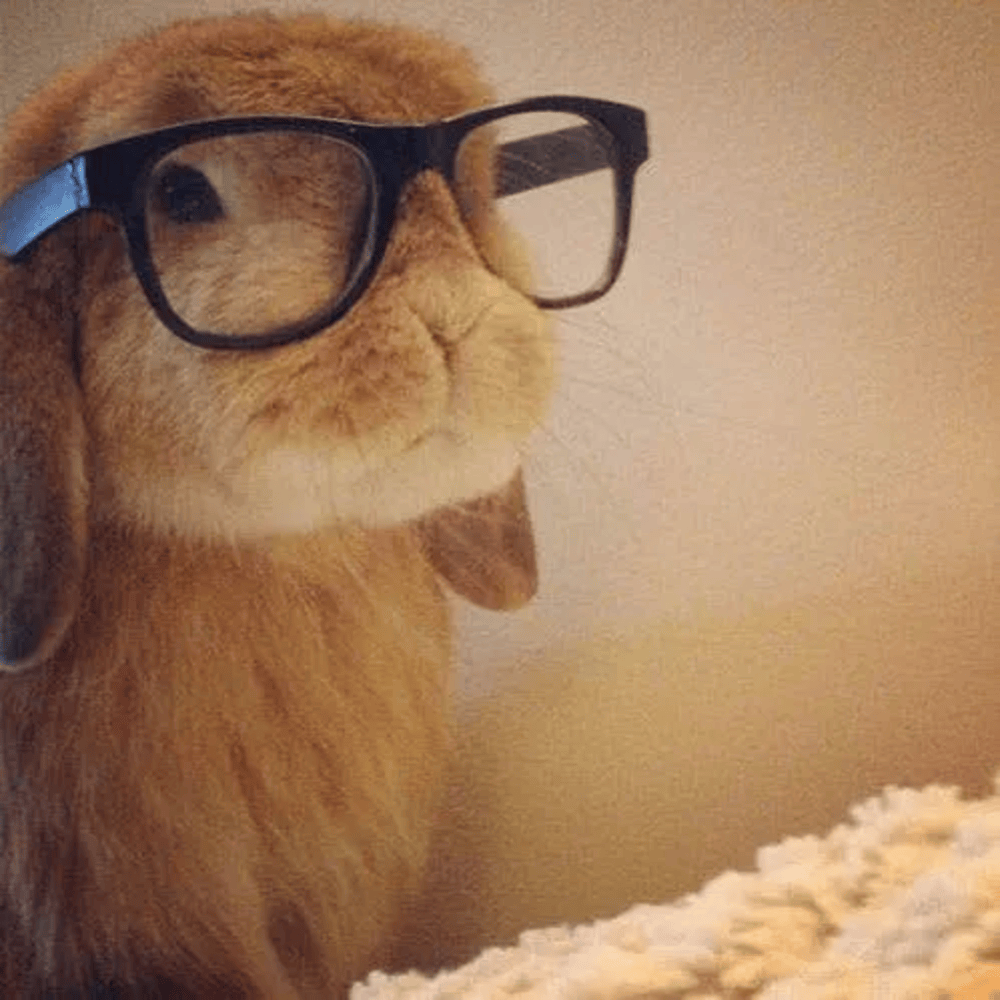 Cute Animal Pics
