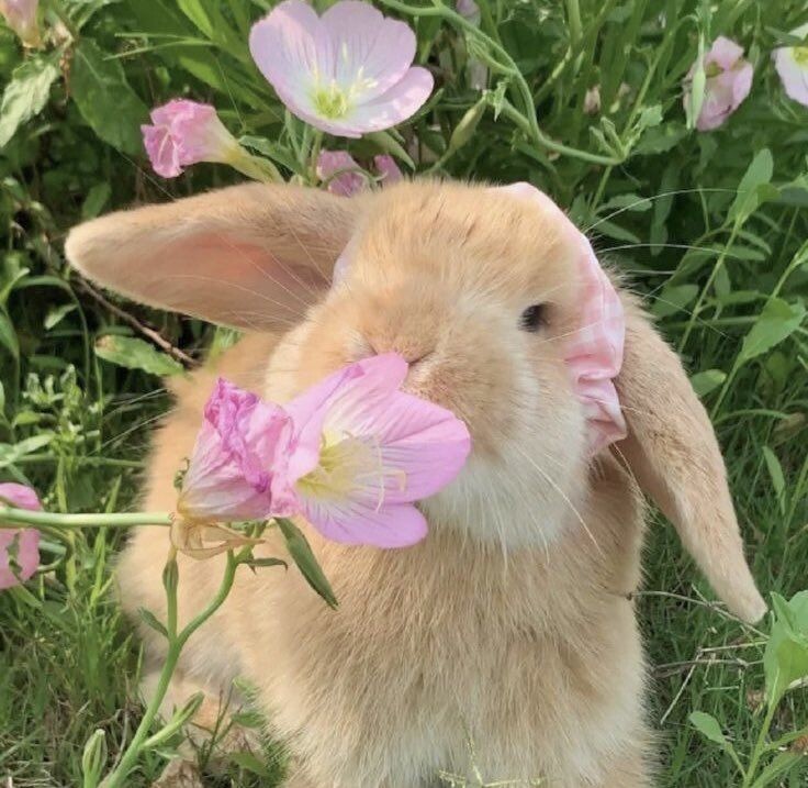 Bunnies!